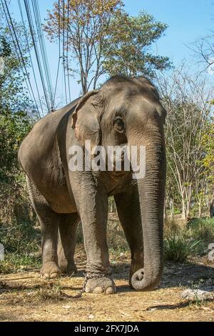 A suffering elephant in elephant kraal pavilion ayutthaya Thailand Stock Photo