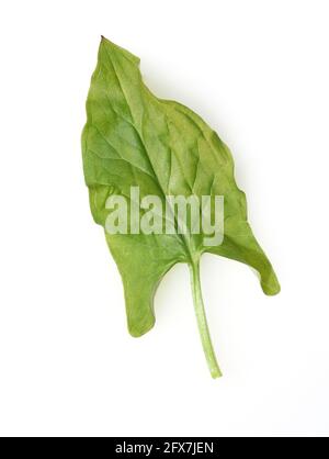 Aronstab ist eine ausdauernde krautige, giftige Pflanze mit einer Knolle als Ueberwinterungsorgan, die zwischen 20 und 40 Zentimeter in die Hoehe waec Stock Photo