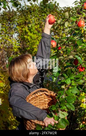 A woman picking apples from a tree Stock Photo