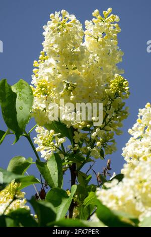 Syringa Primrose Lilac white spike yellow tint Stock Photo