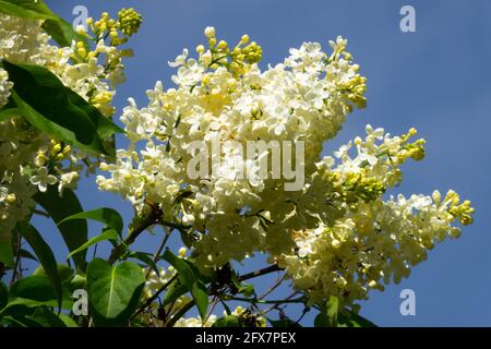 Syringa "Primrose" Lilac White Spike Yellow Tint French lilac Syringa vulgaris Primrose Lilac Flowers Flowering shrub Flower Blooming Blossoms Blooms Stock Photo