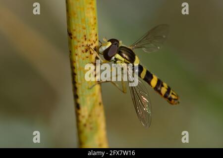 Male Long hoverfly (Sphaerophoria scripta) Stock Photo