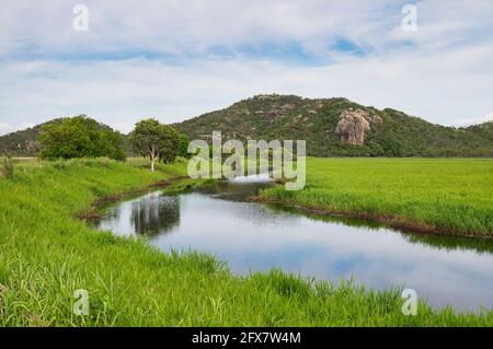 Views of along the wetlands trail in the town common area of the Many peaks hike to Mount Marlow, Townsville Town Common Queensland, Australia. Stock Photo