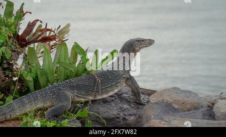 Asian Water Monitor Lizard standing on rocky stone with grass and blurred sea background in Pontian, Malaysia. Stock Photo