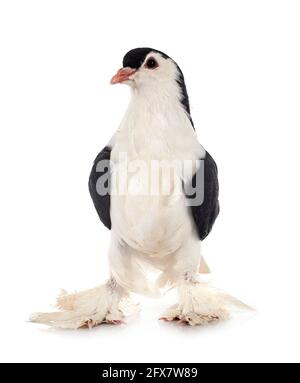 Lahore pigeon in front of white background Stock Photo