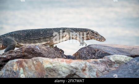 Asian Water Monitor Lizard crawling and walking on rocky stone with blurred sea background tastes the air with its forked tongue, Pontian, Malaysia. Stock Photo