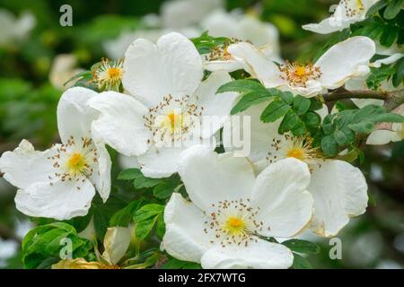 Rosa x cantabrigiensis white bushy Cambridge Rose Stock Photo