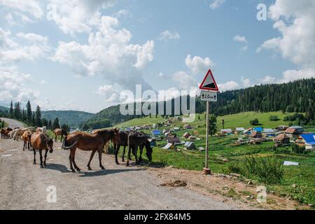 Small herd of brown horses walking on a gravel road, pasturing on the side of it. Beautiful nature background. Hills, forrest and cumulus clouds in th Stock Photo