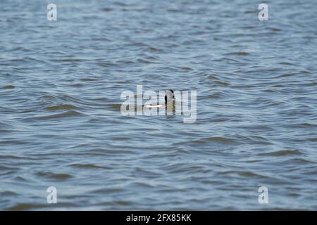 Tufted duck male swims in the water. Shiny water droplets on the feathers and head. The rippling water is dark blue. Stock Photo