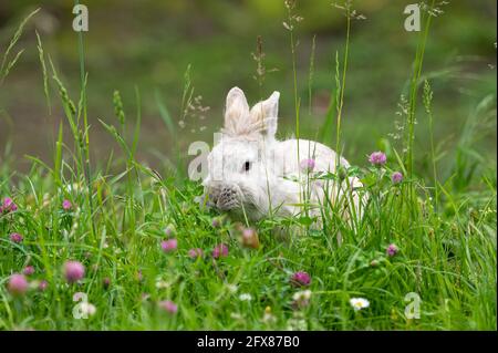 A white cute dwarf rabbit in a green meadow, red and white clover, cloudy day in springtime Stock Photo
