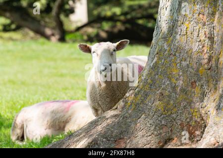 A sheep looking around a tree trunk in a field Stock Photo