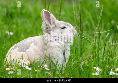 A white cute dwarf rabbit in a green meadow, red and white clover, cloudy day in springtime Stock Photo
