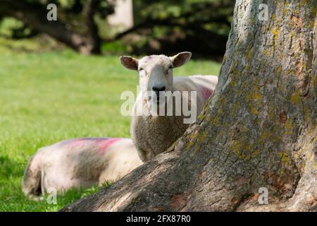 A sheep looking around a tree trunk in a field Stock Photo