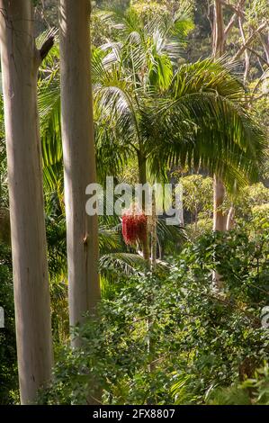 Rainforest with bright red Seed head of Bangalow palm (Archontophoenix cunninghamiana),king palm, Illawara palm, piccabben. Tamborine Mt, Austalia. Stock Photo