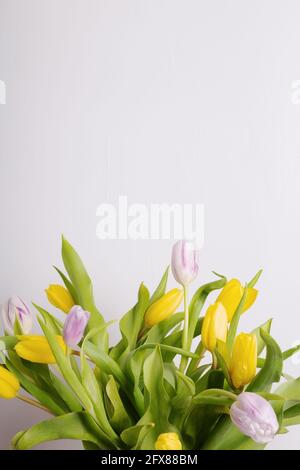 Yellow and pink tulips on on gray background. Copy space Stock Photo