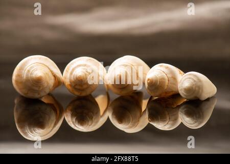 Five seashells aligned on a reflecting surface Stock Photo