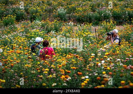 Da Lat City, Lam Dong Province, Vietnam - April 17, 2021: Photographer in the flower field Xerochrysum bracteatum Stock Photo
