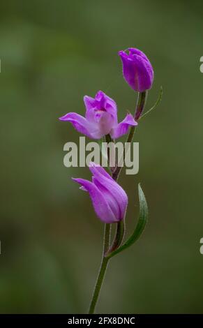 Red helleborine, Cephalanthera rubra, wild orchid, Andalusia, Spain. Stock Photo