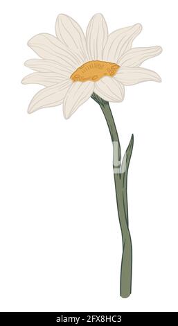 Chamomile plant with blooming flower green stem Stock Vector