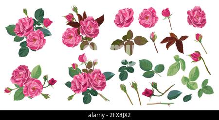 Roses in blossom, flourishing plants with leaves Stock Vector
