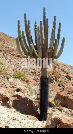 Cactus in desert landscape near Cerro Blanco, Nazca, Peru Stock Photo