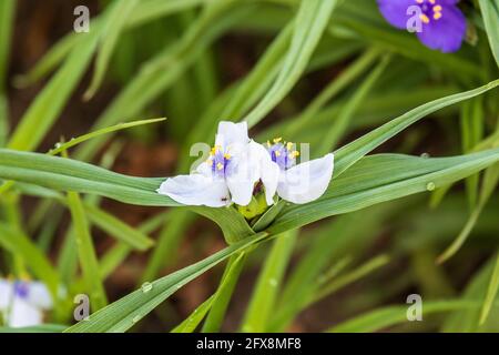 a close up of a white Widows Tears blossom in the garden Stock Photo