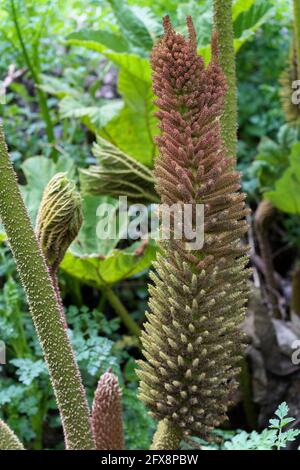 Brazilian Giant Rhubarb (Gunnera manicata) conical branched panicle growing in springtime in Cornwall Stock Photo