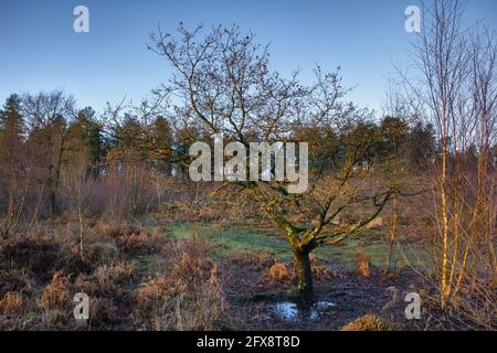 A bright morning at Cleddon, near Trellech. Stock Photo