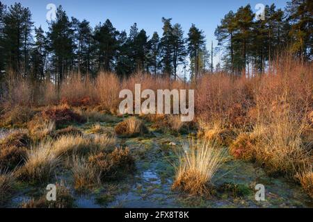 A bright morning at Cleddon, near Trellech. Stock Photo