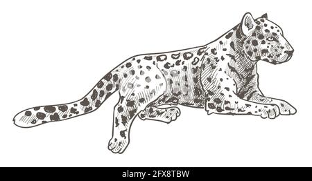 Leopard animal laying, calm cheetah with tail Stock Vector