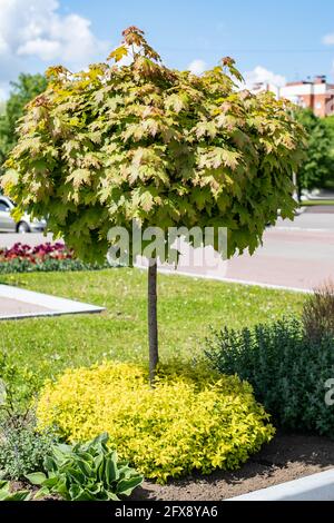 Decorative Maple Maple tree at flowerbed in city park. Park nature and design. Landscape ...