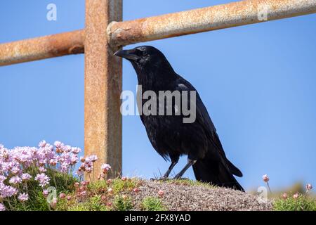 Carrion Crow (Corvus corone) by some Sea Pink flowers in St Ives Stock Photo