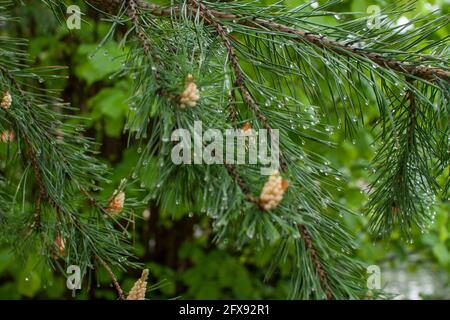 Tender fresh twigs of spruce and pine in drops of rain and dew in the park on a spring sunny day Stock Photo