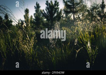 Spider web on a tree in the bush in Queensland, Australia Stock Photo