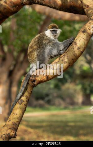 Green Monkey - Chlorocebus aethiops, beautiful popular monkey from West African bushes and forests, Ethiopia. Stock Photo