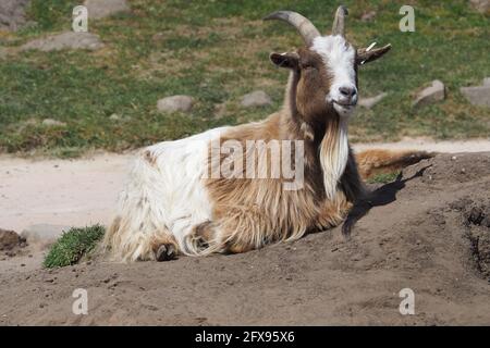 African Pygmy Goat Sunbathing Stock Photo