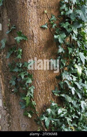 Ivy climbing up the truck of a tree Stock Photo