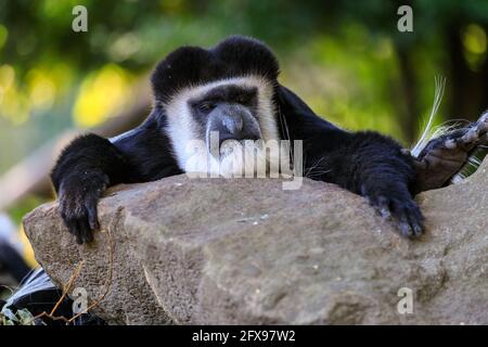 Mantled guereza (Colobus guereza), also Eastern or Abyssinian black-and-white colobus, resting, adult Stock Photo