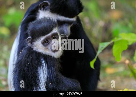 Mantled guereza (Colobus guereza), also Eastern or Abyssinian black-and-white colobus, juvenile with mother Stock Photo