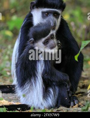 Mantled guereza (Colobus guereza), also Eastern or Abyssinian black-and-white colobus, juvenile with mother Stock Photo