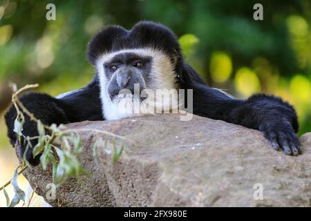 Mantled guereza (Colobus guereza), also Eastern or Abyssinian black-and-white colobus, resting, adult Stock Photo