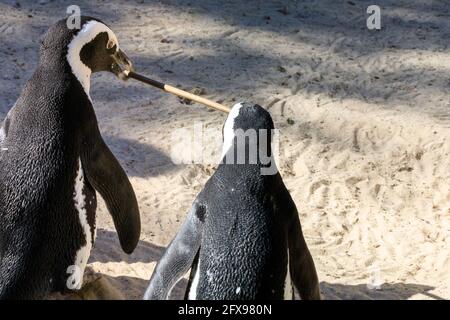Two African penguins (Spheniscus demersus), also known as the Cape penguin, carry a twig together