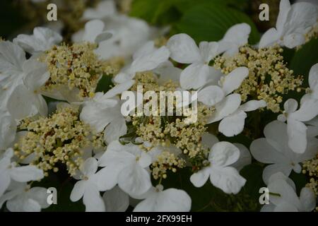 Cherry Hinton Hall Park Cambridge, White Hydrangea in Bloom, Viburnum Plicatum Mariesii in Bloom Stock Photo