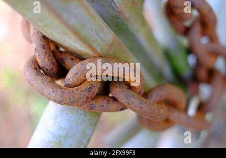 weathered rusty chain on metal farm gate, norfolk, england Stock Photo