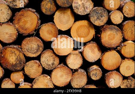 ends of cut tree trunk logs on log pile, norfolk, england Stock Photo