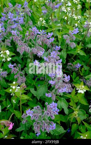 borage herb plant in english garden, norfolk, england Stock Photo