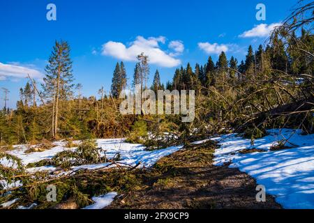 Germany, Schwarzwald natural disaster after heavy storm many overturned trees and broken tree trunks on summit of feldberg mountain Stock Photo