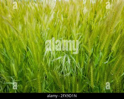 Blooming wild foxtail plants on a picturesque summer meadow. Different greening vegetation sway in the wind. Idyllic rural nature scene, green spring Stock Photo