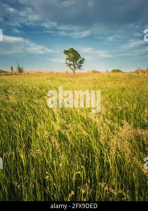 Picturesque summer landscape with a lone tree in the field surrounded by reed and foxtail brome vegetation. Empty vibrant land, idyllic rural nature s Stock Photo