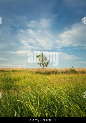 Picturesque summer landscape with a lone tree in the field surrounded by reed vegetation. Empty land, idyllic rural nature scene. Countryside seasonal Stock Photo